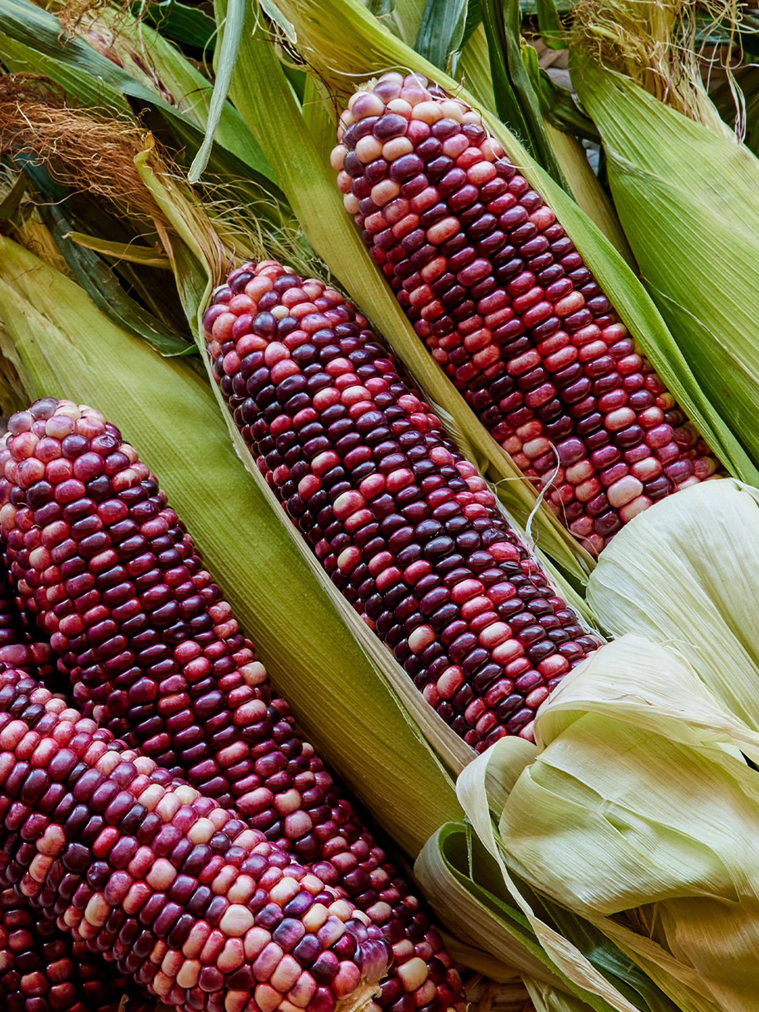 Sweet Corn 'Ultra Violet' Hybrid